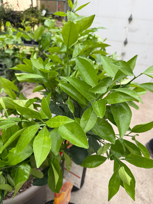 12" Citrus, Indian Sweet Lime