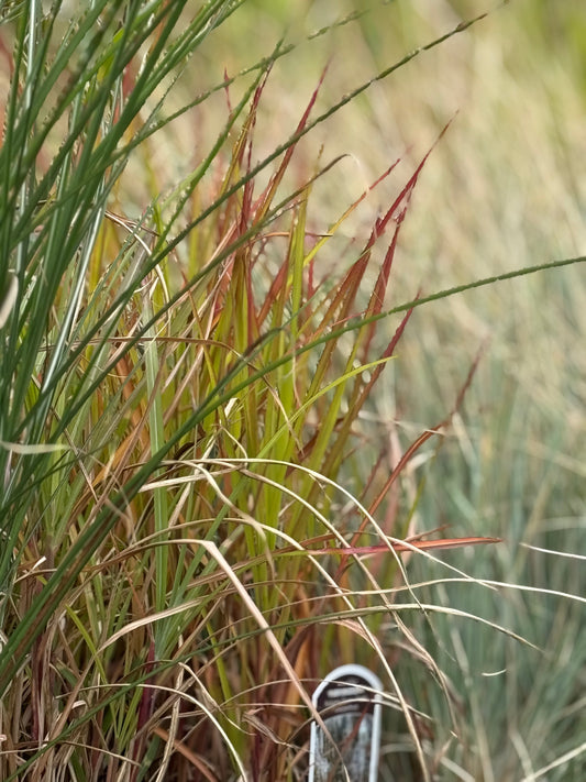 Autumn Flame Grass 'Miscanthus Purpurascens'