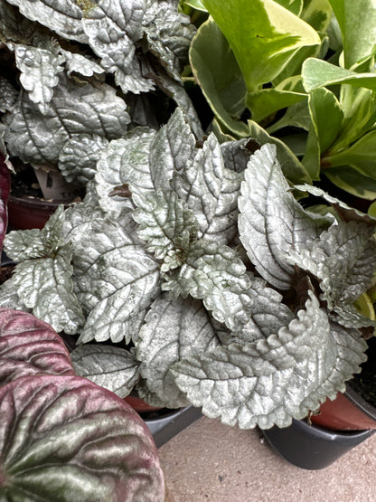 4" Assorted Pilea