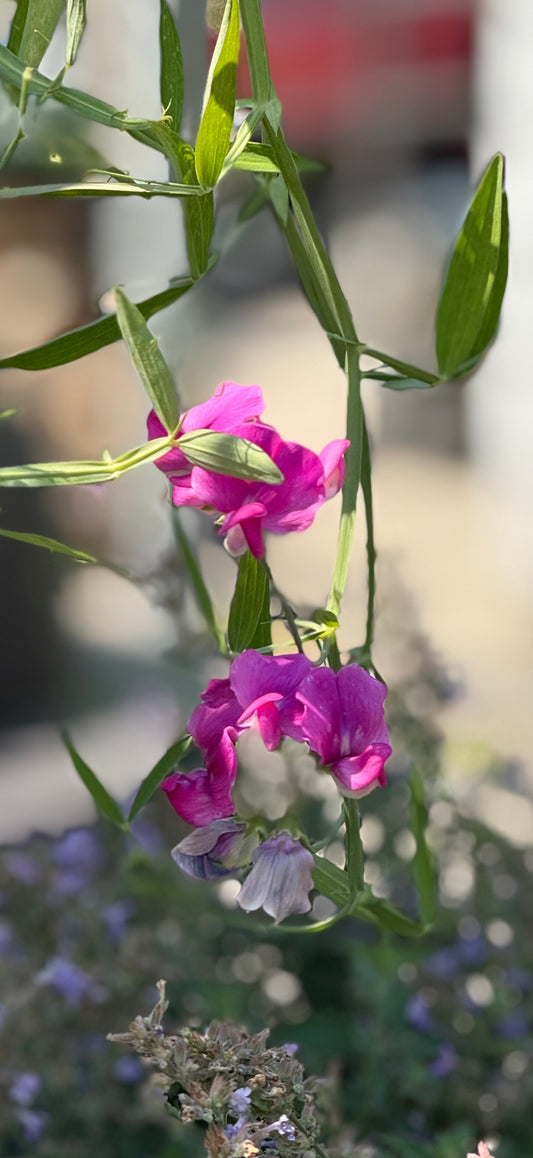 4" Lathyrus 'Sweet Pea'