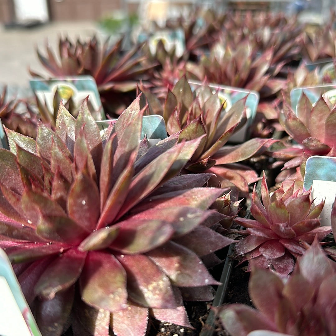 4" Hens and Chicks (Sempervivum)