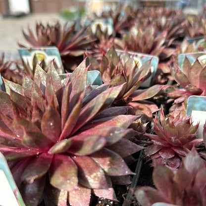 4" Hens and Chicks (Sempervivum)