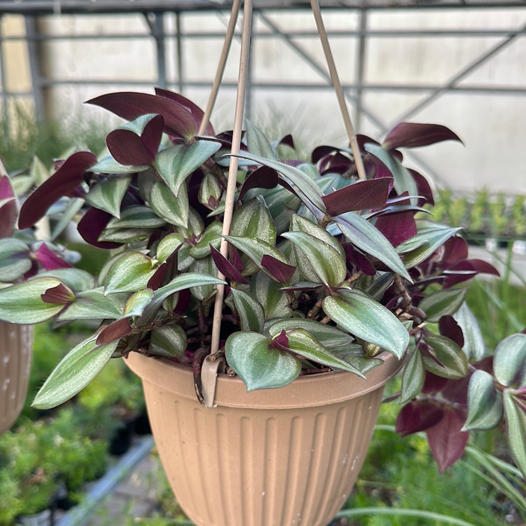 6.5" Tropical Hanging Basket - Tradescantia 'Wandering Dude'