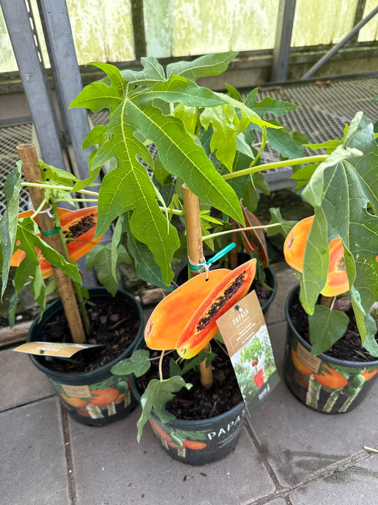 Papaya Tree - 7"