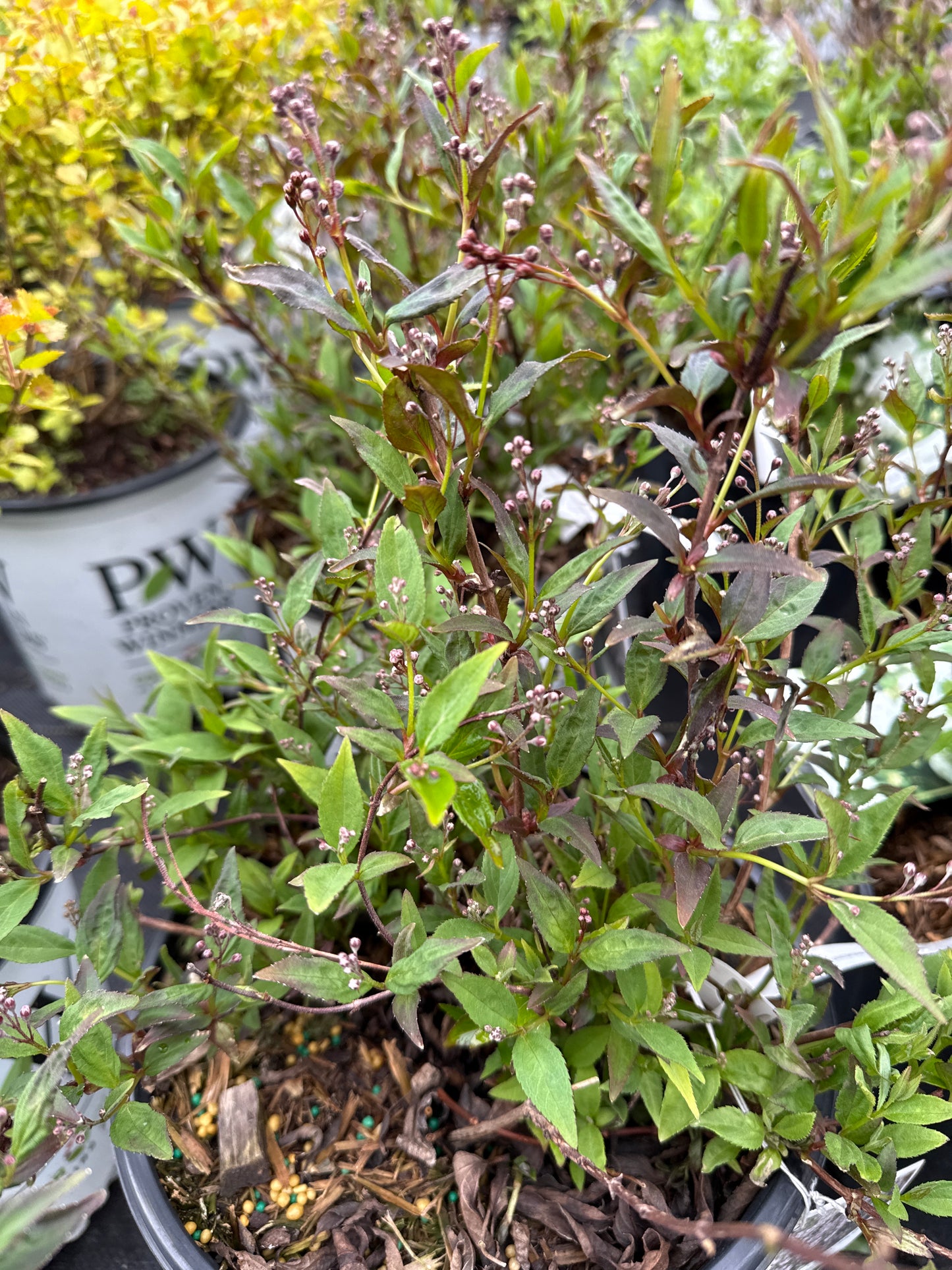 Yuki Kabuki Deutzia