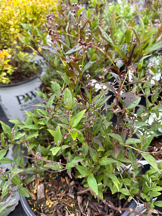 Yuki Kabuki Deutzia
