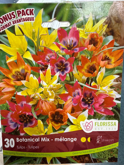 Tulip Bulbs