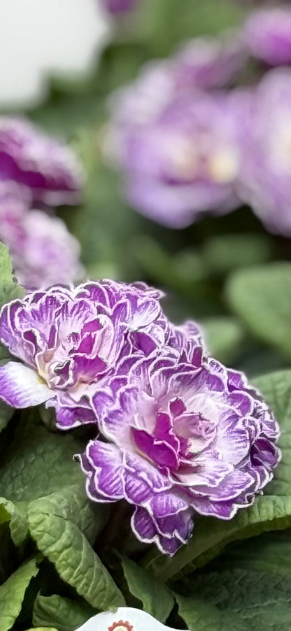 Perennial Primula
