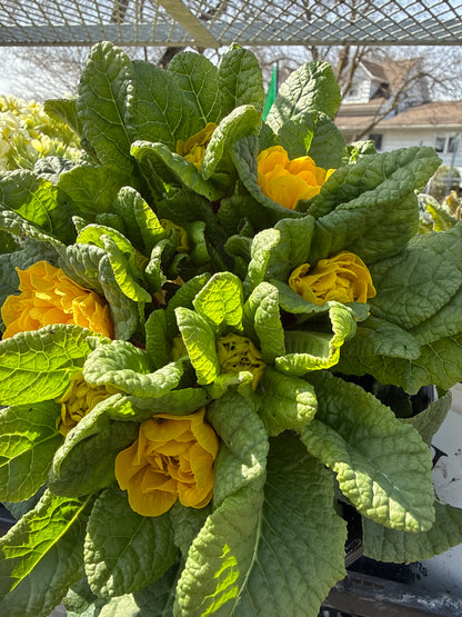 Perennial Primula