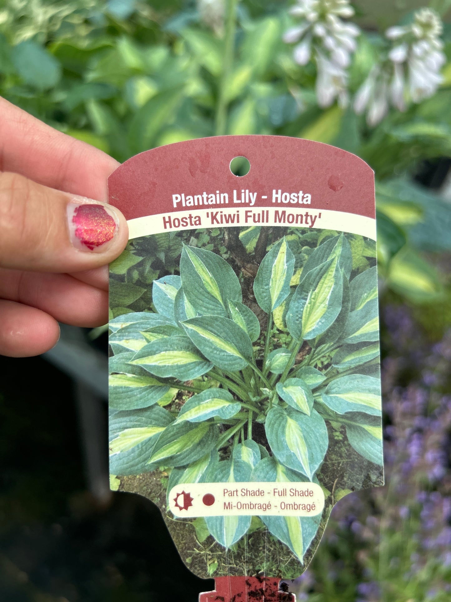 1 Gal Hosta 'Kiwi Full Monty'