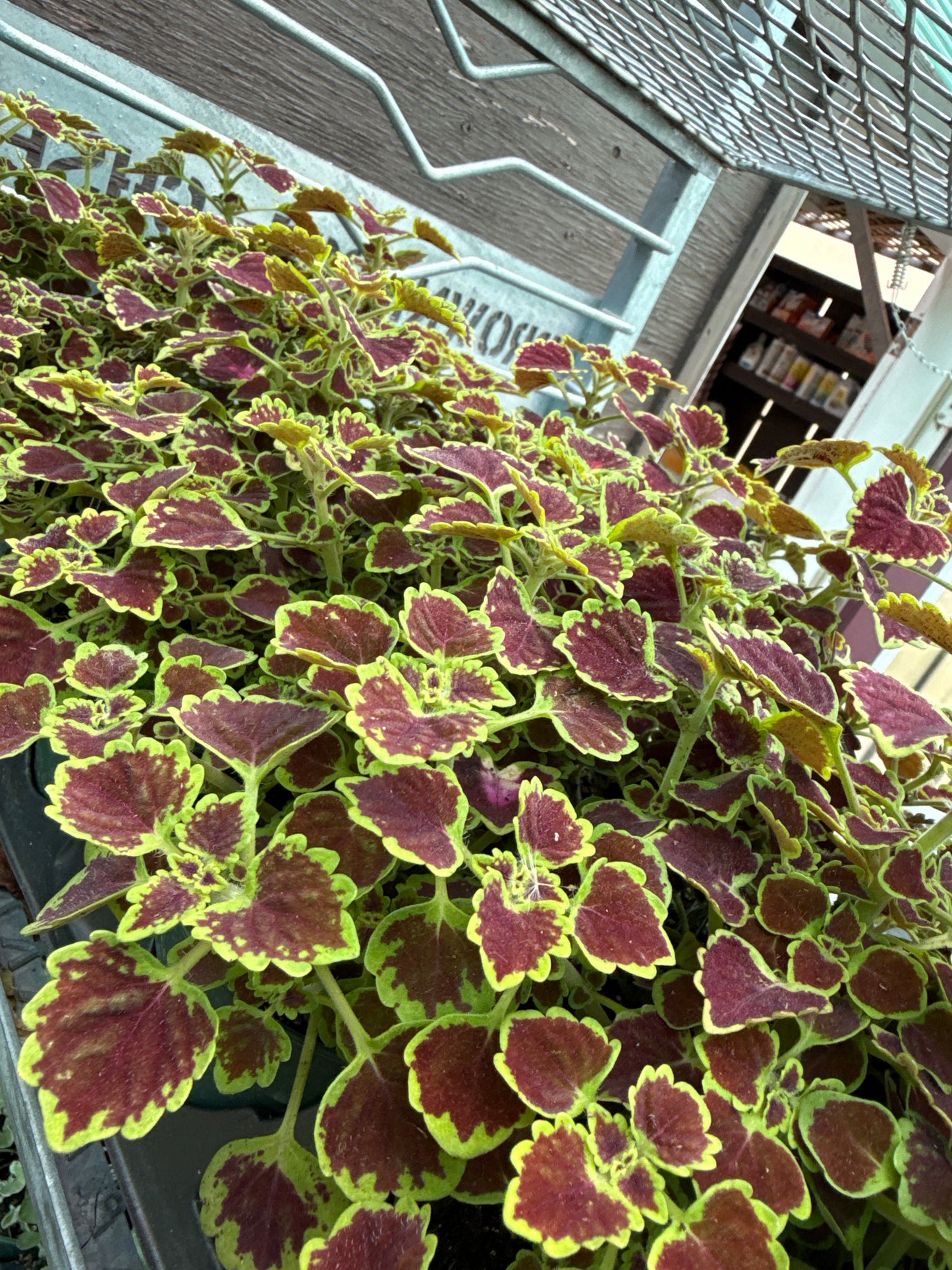 4" Coleus