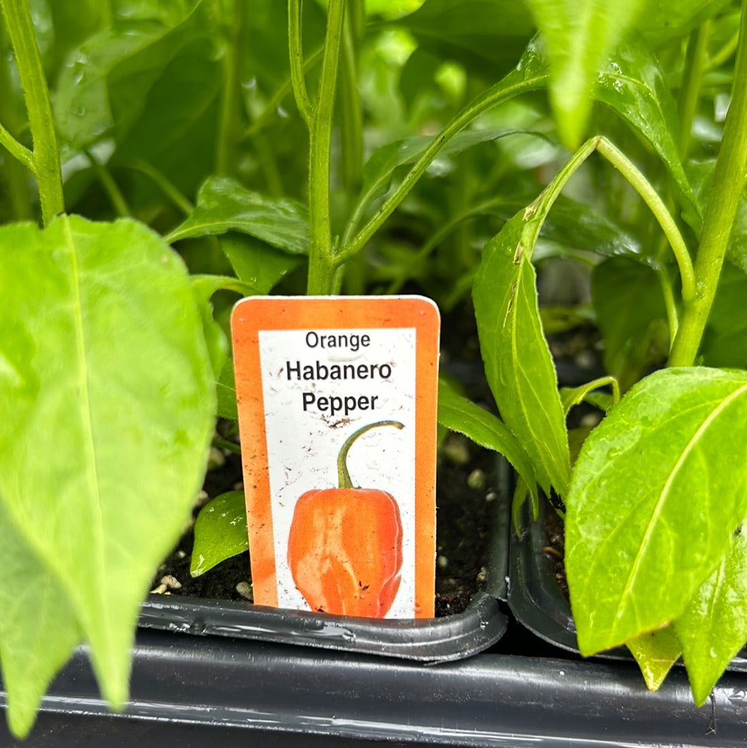 Habanero Pepper (Multi Pack)