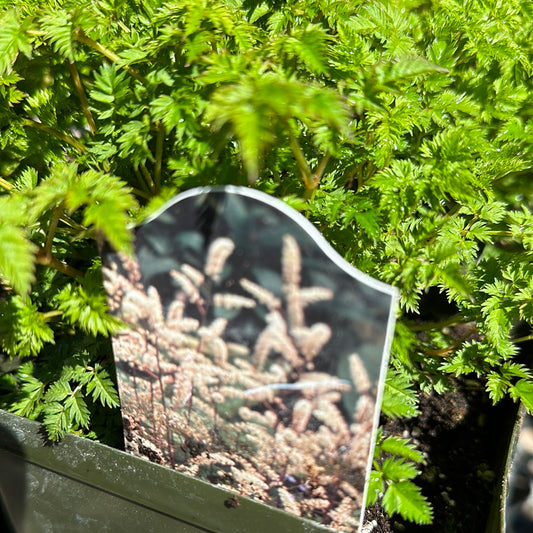 1 Gal Dwarf's Goat Beard 'Aruncus Aethusifolius'