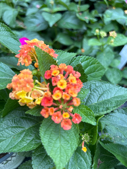 4" Lantana