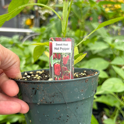 4" Hot Peppers