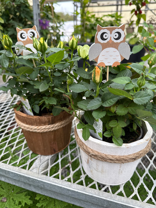 4" Woodsy Bucket with Owl
