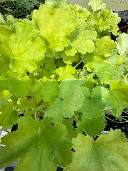 1 Gal Heuchera (Coral Bells)