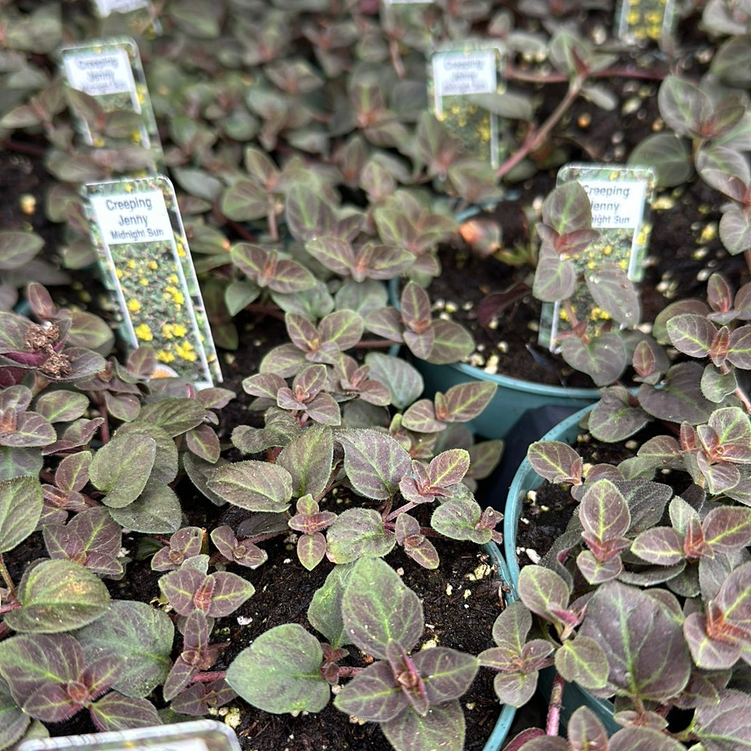 4" Lysimachia 'Creeping Jenny'