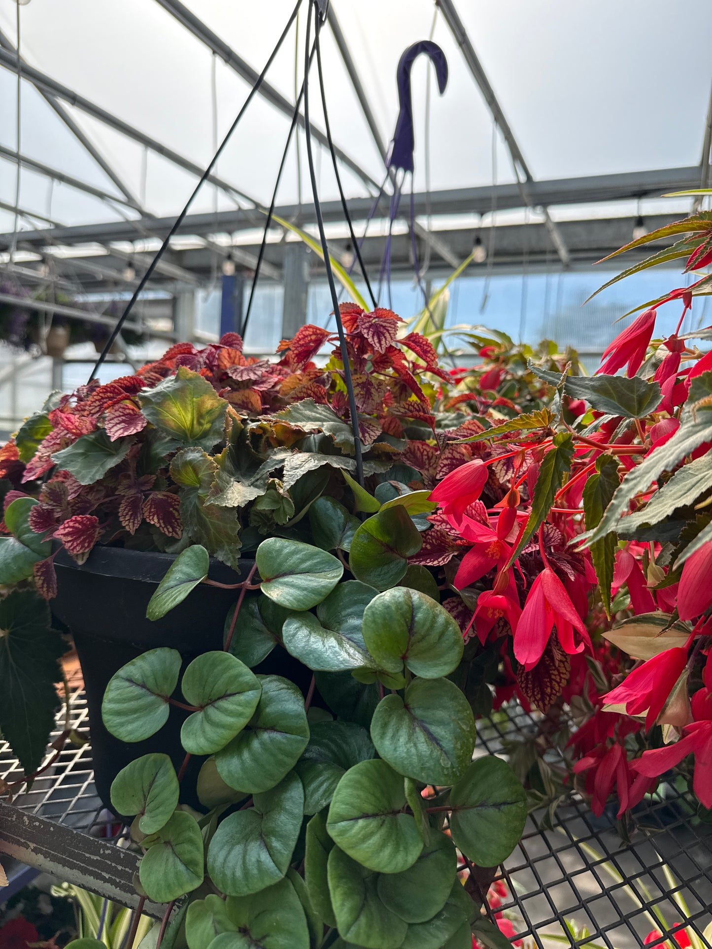 12" Hanging Basket