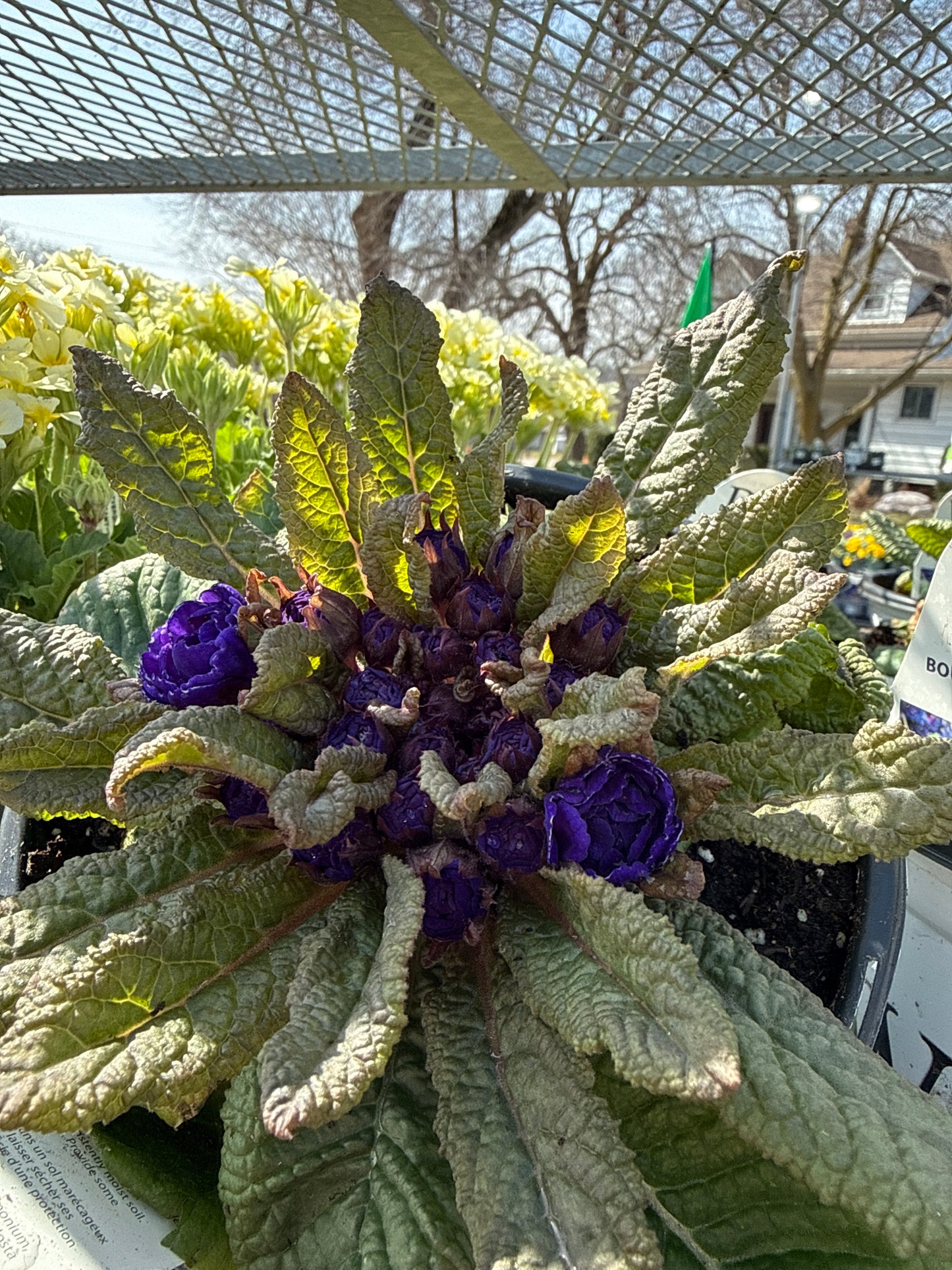 Perennial Primula