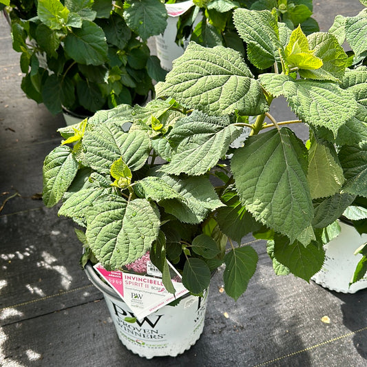 2 Gal Hydrangea 'Invicibelle Spirit 2'