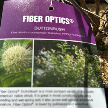 Fiber Optics Buttonbush