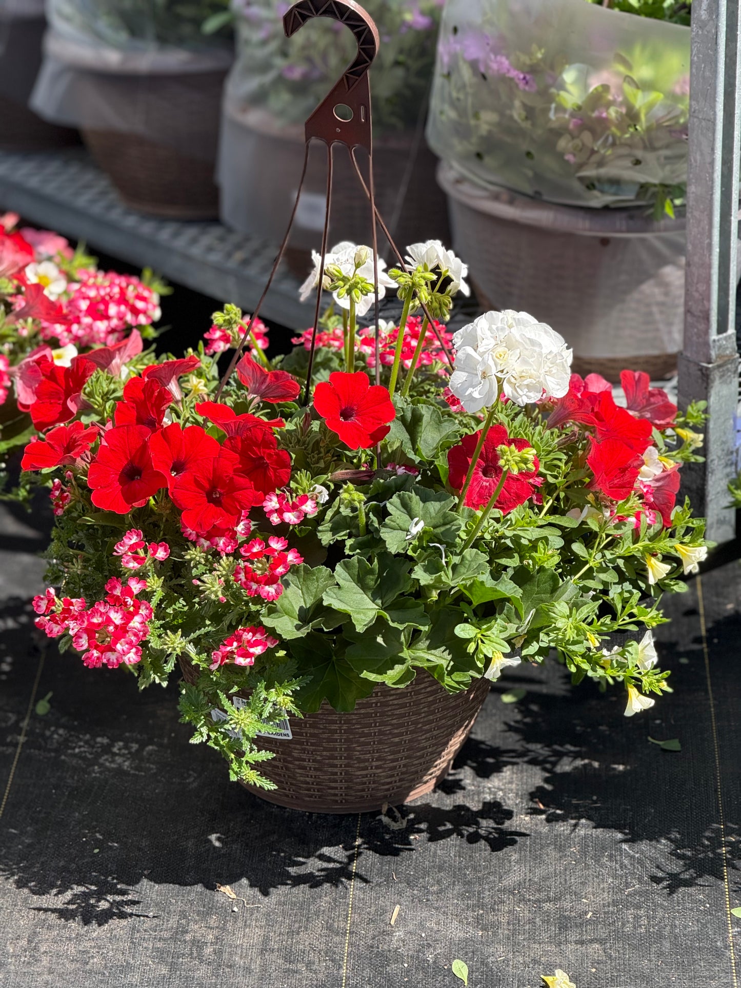 13" Premium Mixed Hanging Basket