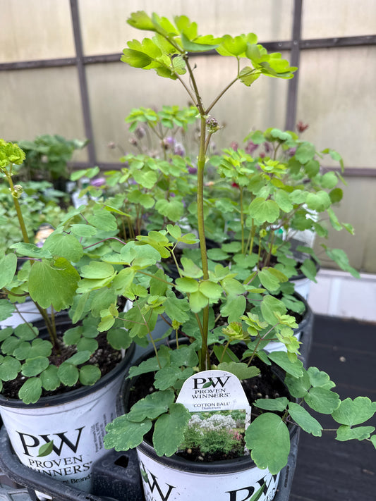 1 Gal Thalictrum 'Cotton Ball'  PW