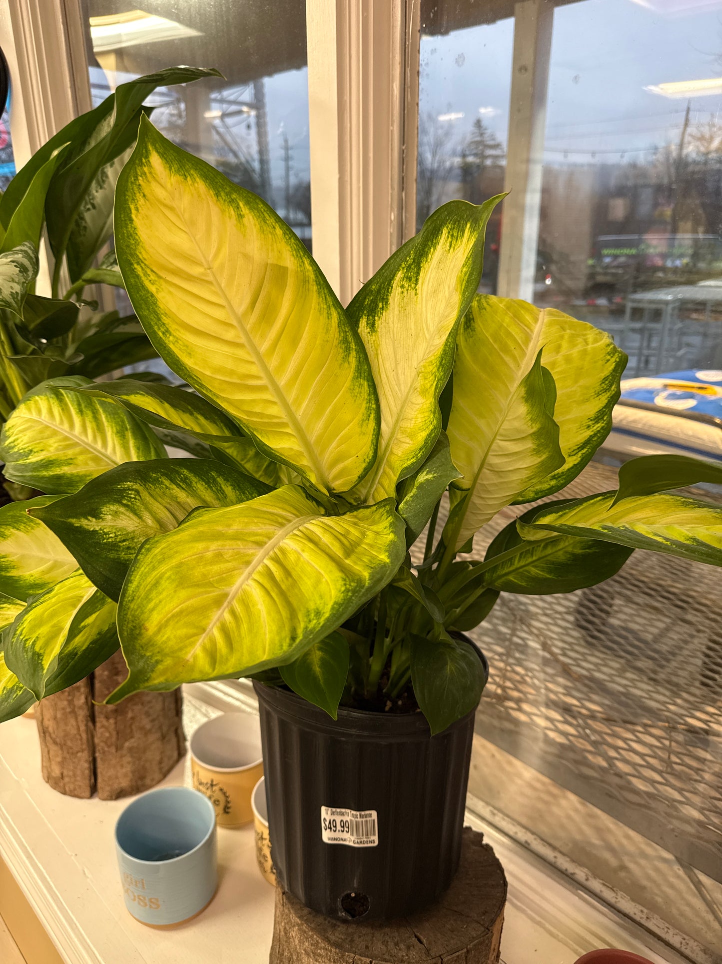 10" Dieffenbachia Tropic Marianne