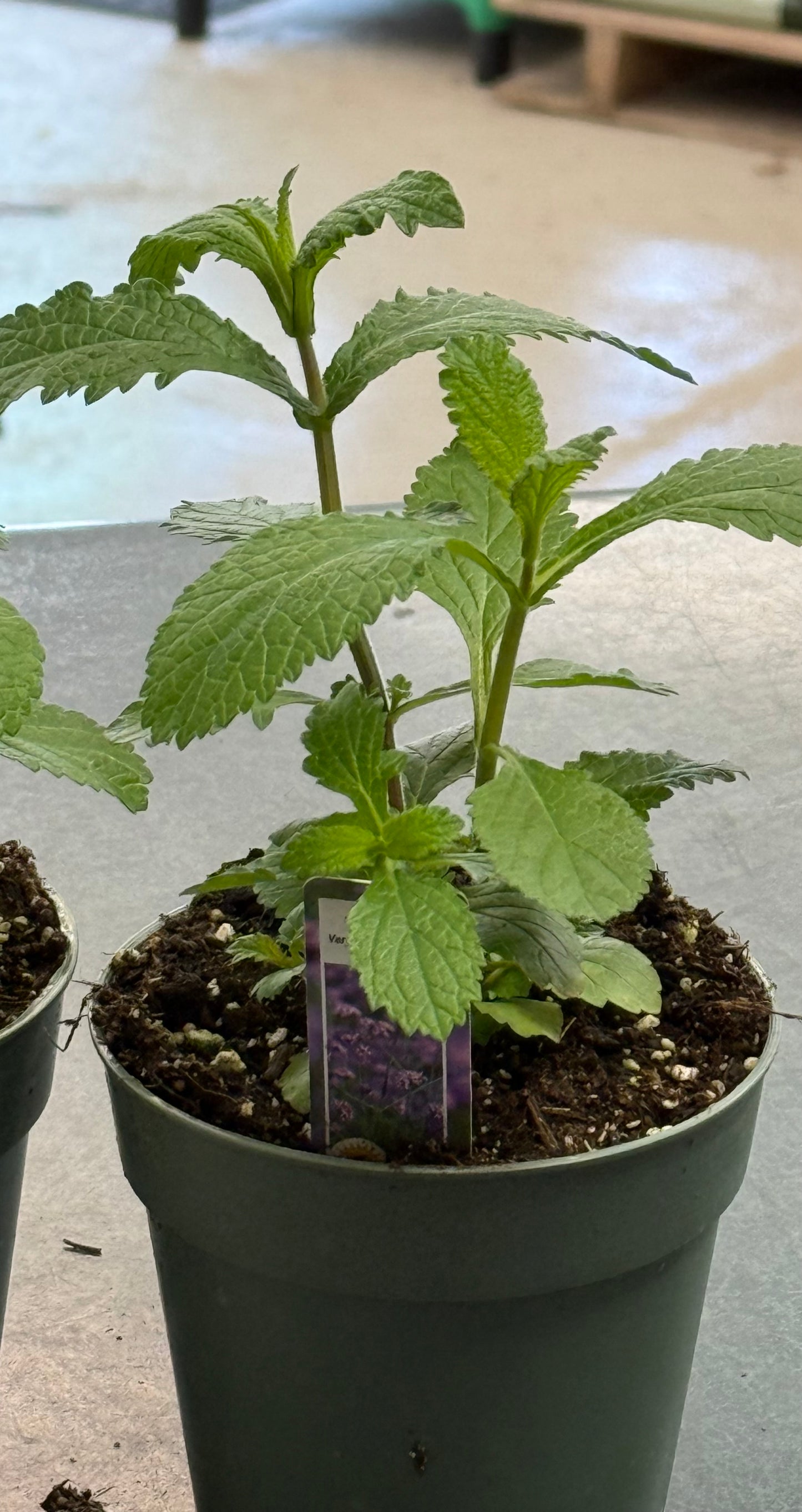 4" Tall Verbena Beunos Aires