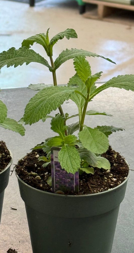 4" Tall Verbena Beunos Aires