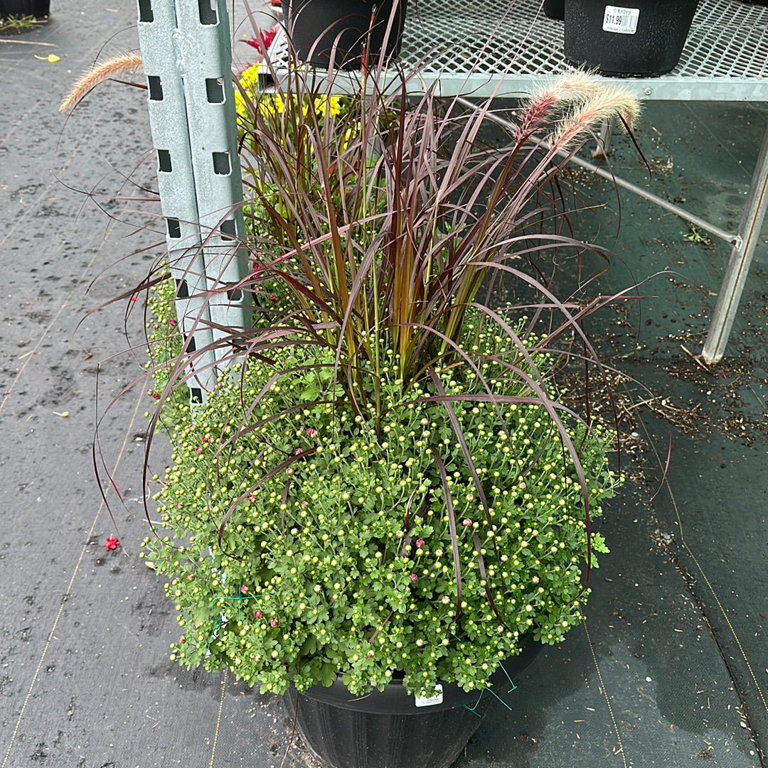 18” Mum Planter with Grass