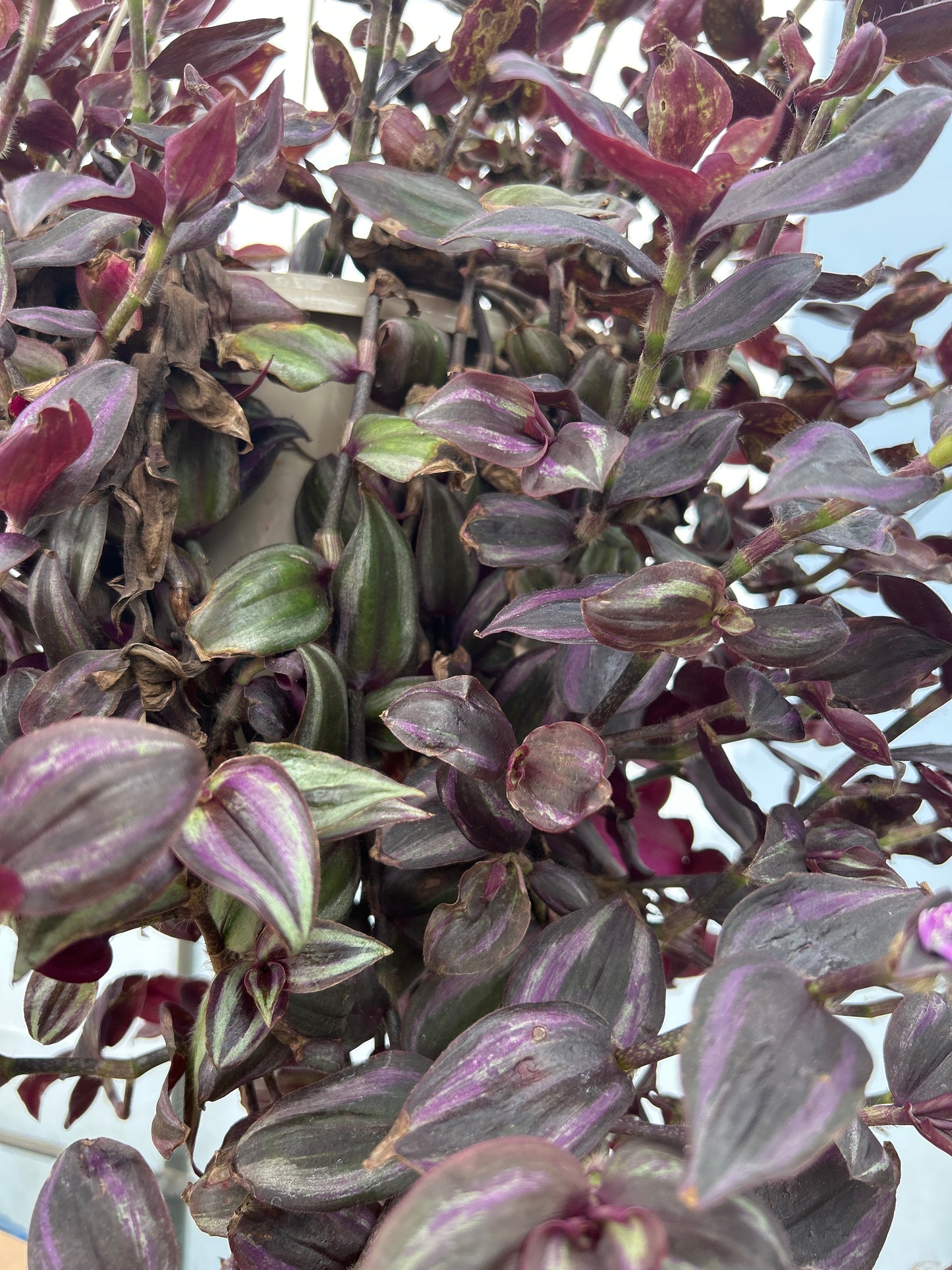 Tradescantia Hanging Baskets 'Wandering Dude'