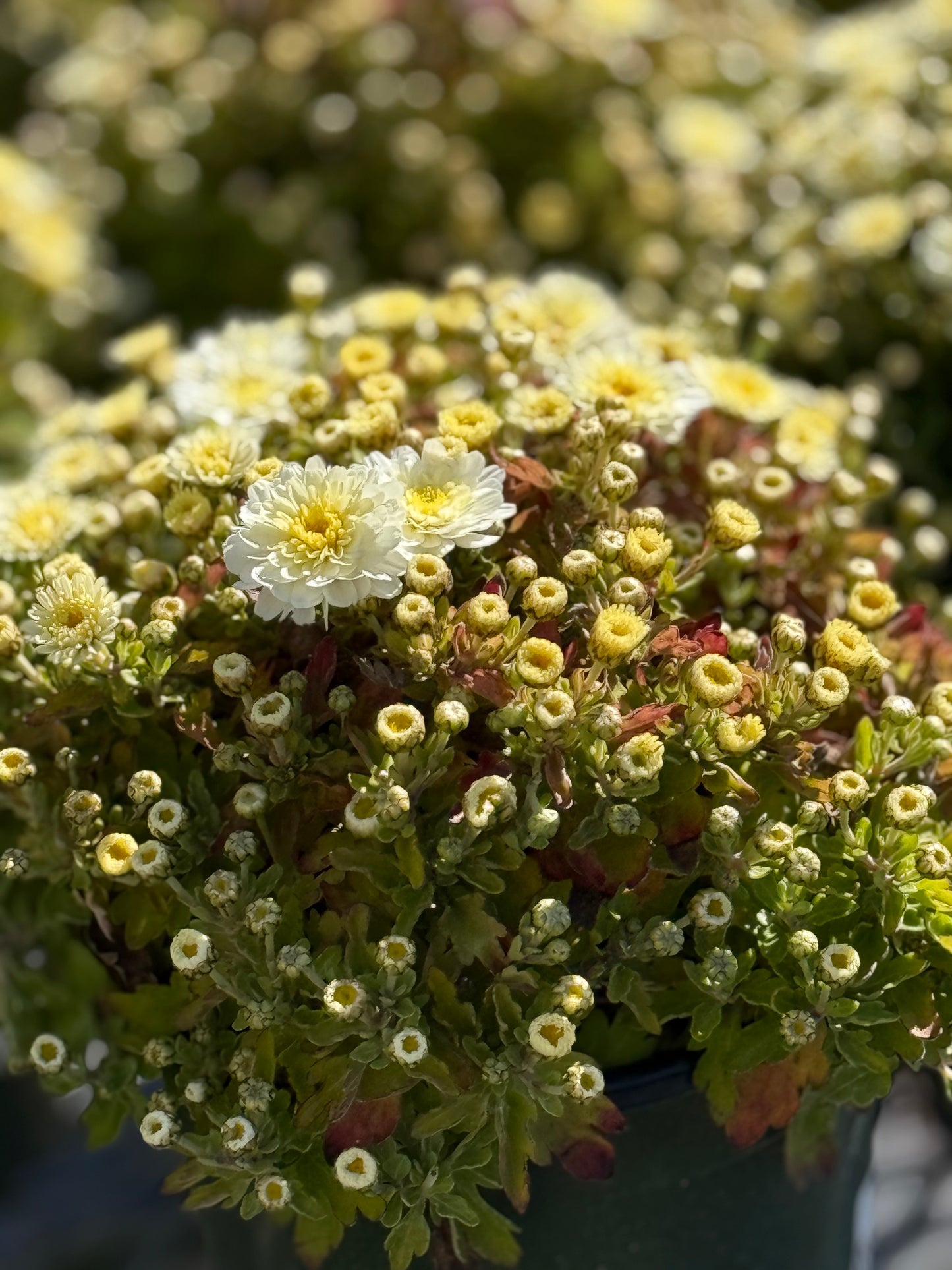 6" Fall Mums