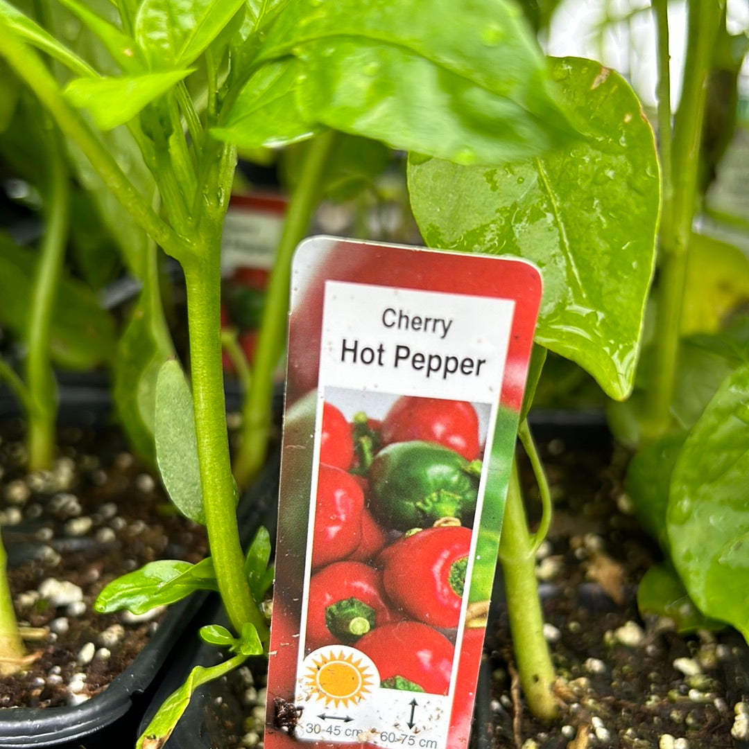 Hot Red Cherry Pepper (Multi Pack)