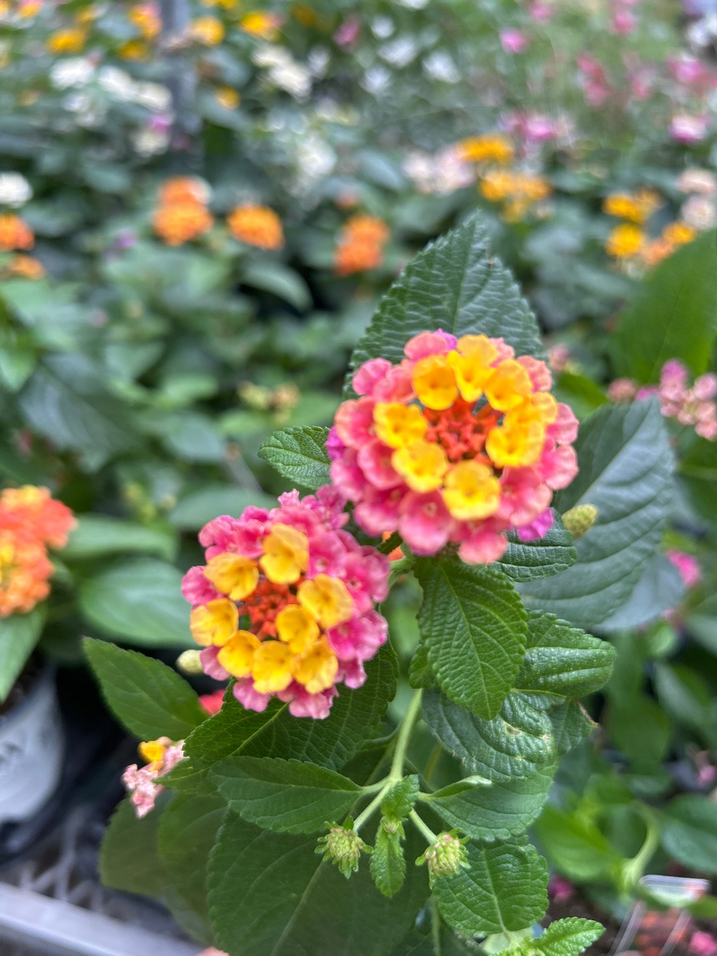 4" Lantana