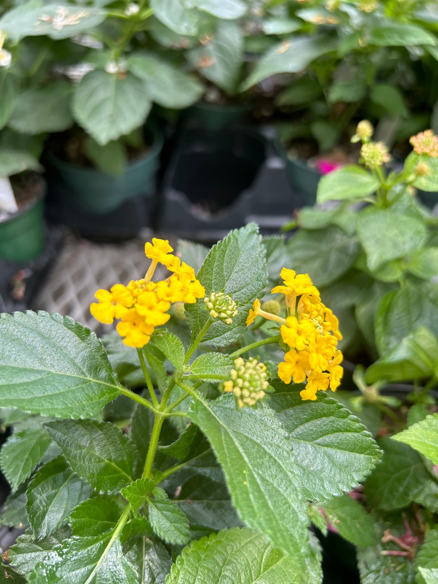 4" Lantana