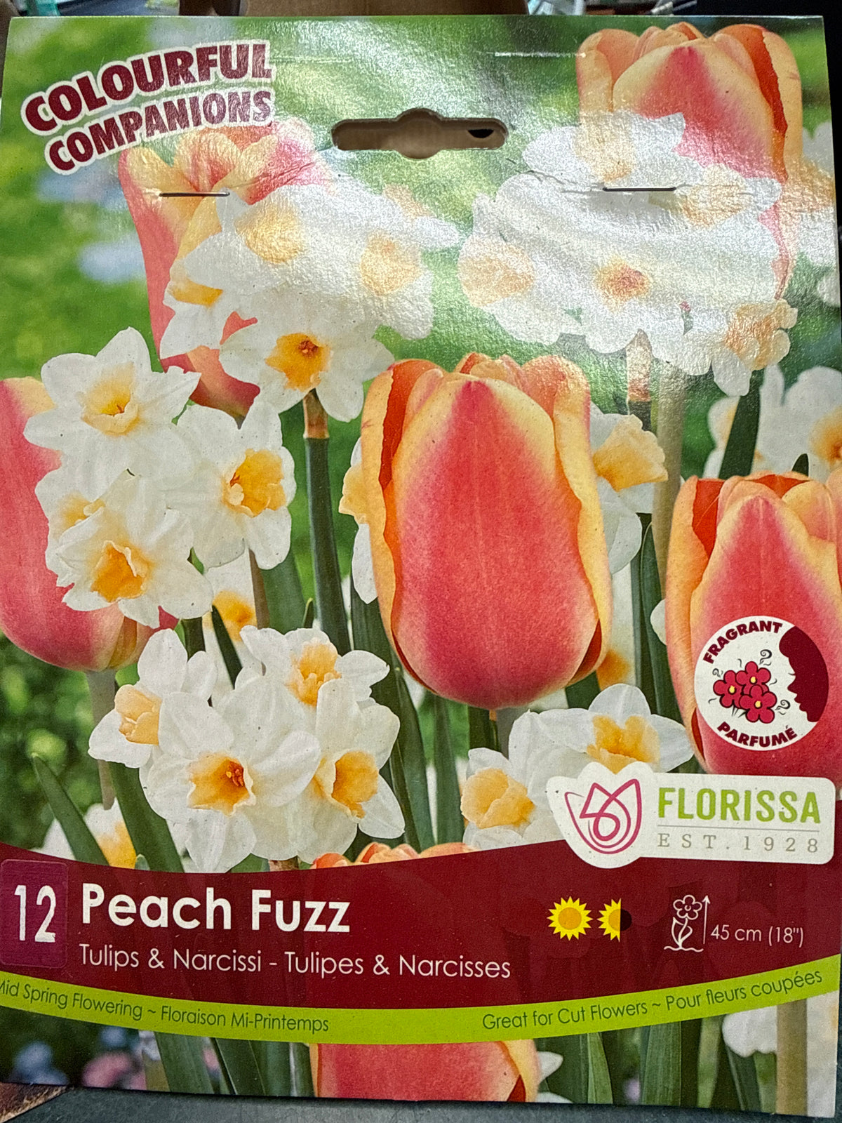 Peach  Fuzz  Companion Bulbs