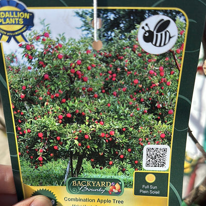 Apple Trees