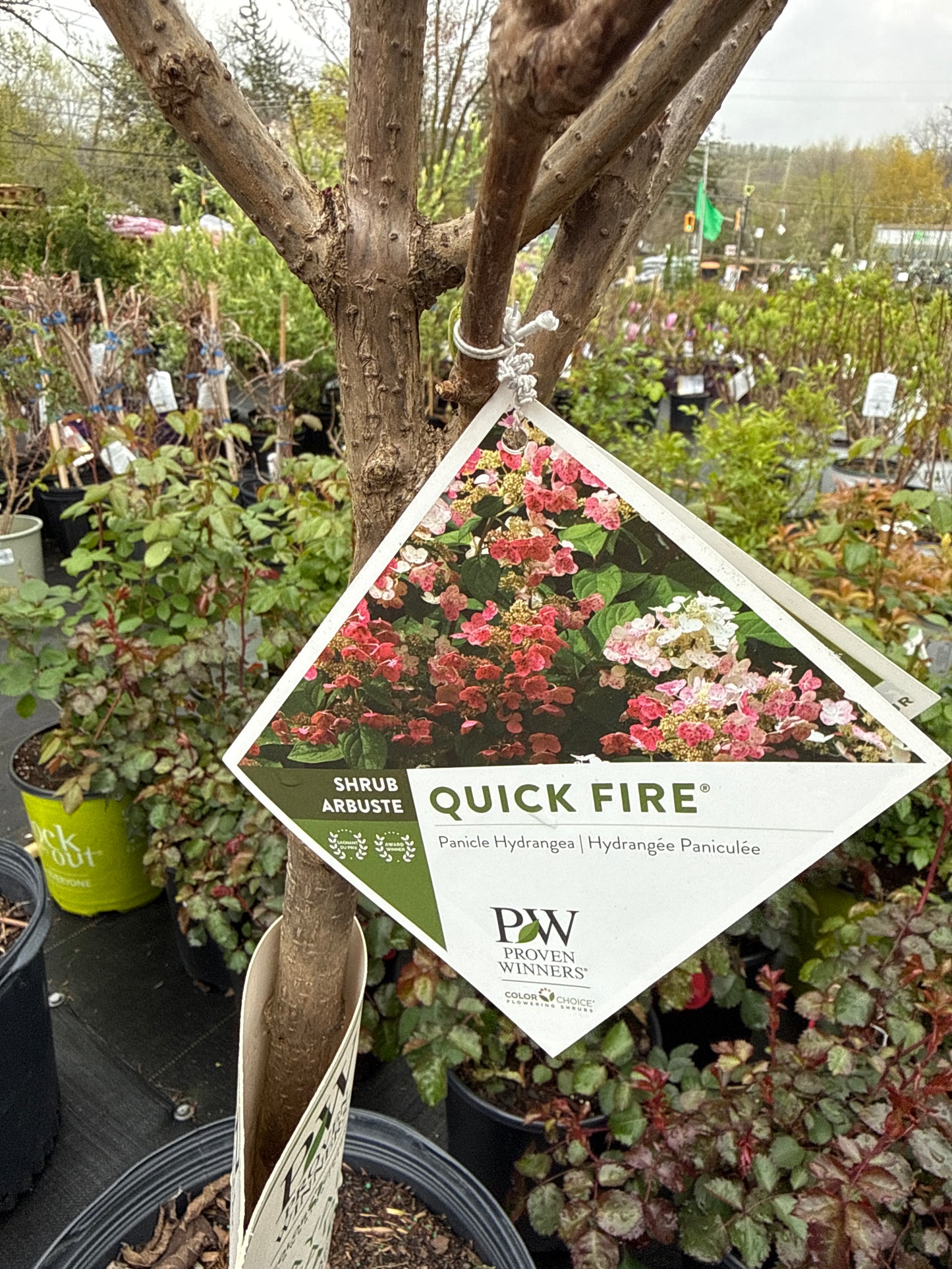 Quickfire Hydrangea Tree (Std)