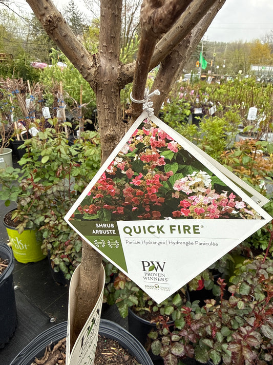 Quickfire Hydrangea Tree (Std)