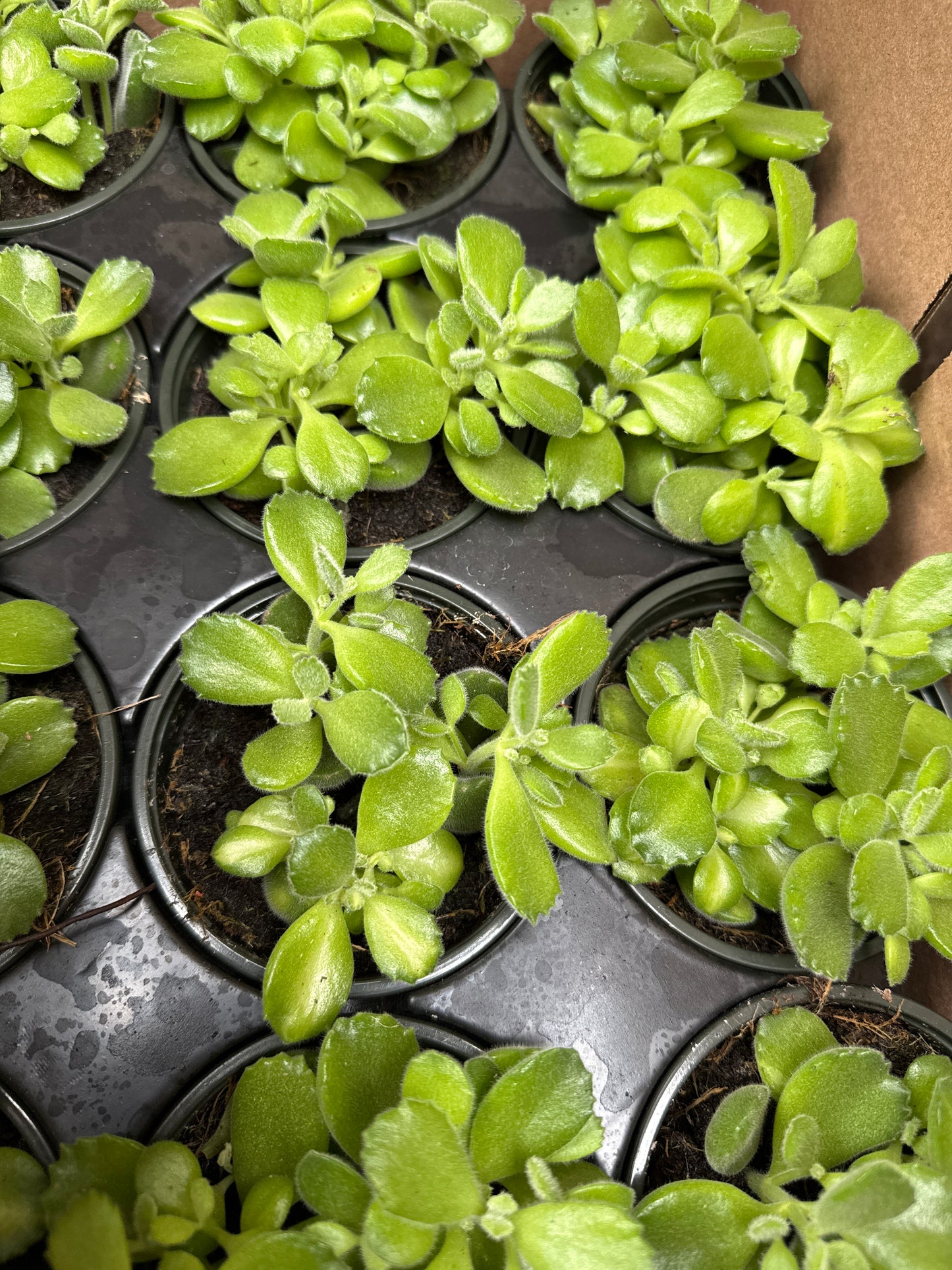 4" Bear Paw Succulent 'Cotyledon'