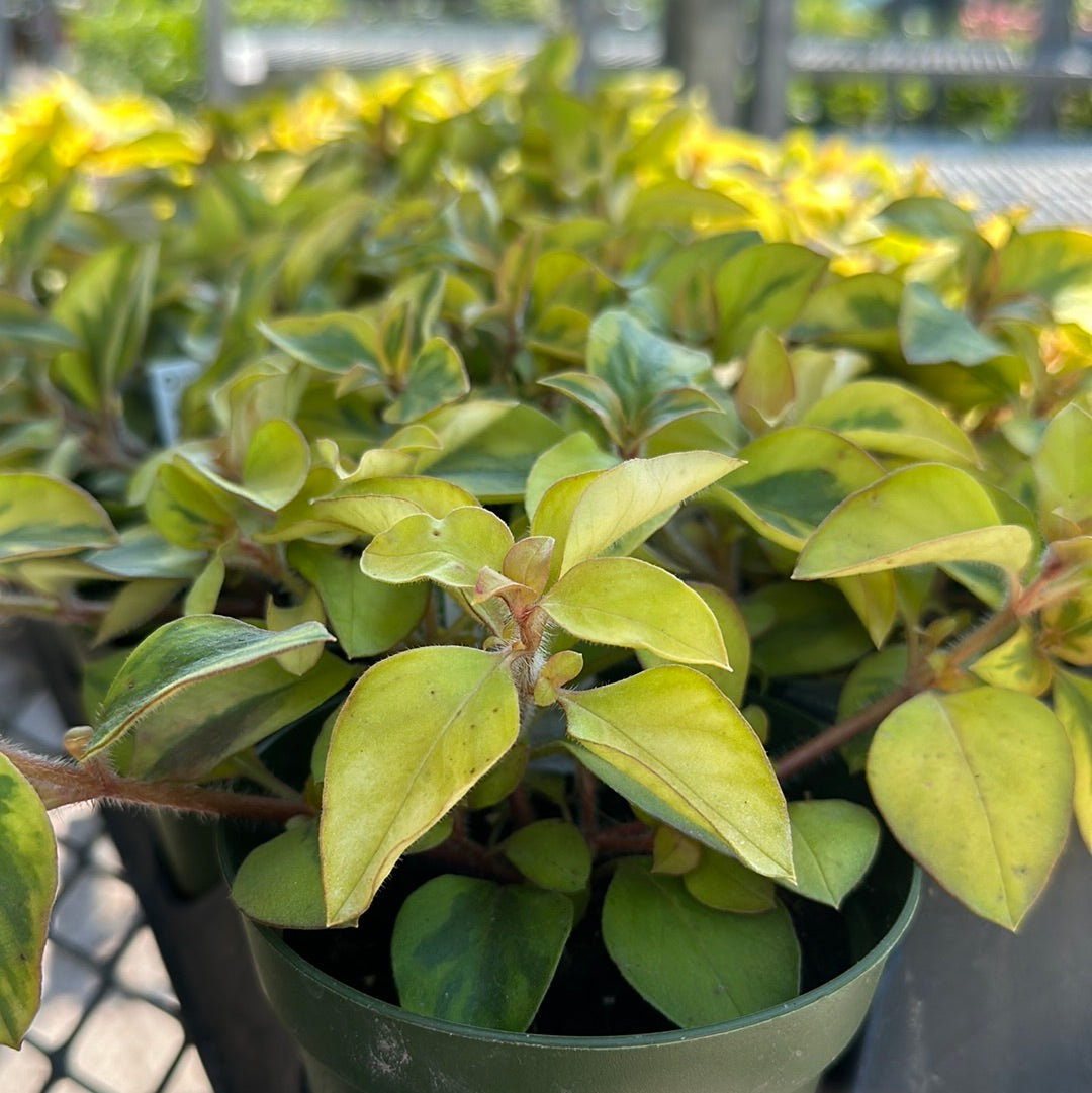 4" Lysimachia 'Creeping Jenny'