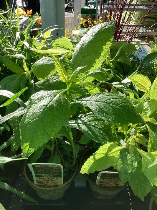4" Sweet Joe-Pye-Weed 'Eutrochium Purpureum'