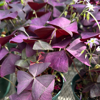 4" Potted Shamrock (Oxalis)