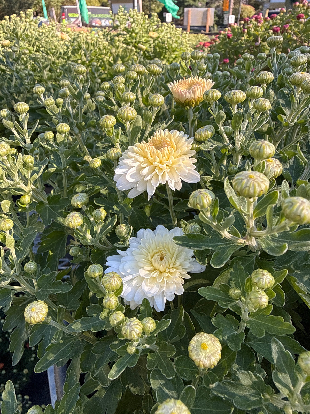 14" Mums - Solid Colours
