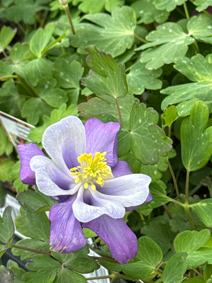 4" Columbine (Aquilegia)
