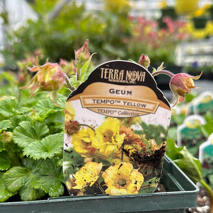 1 Gal 'Geum'