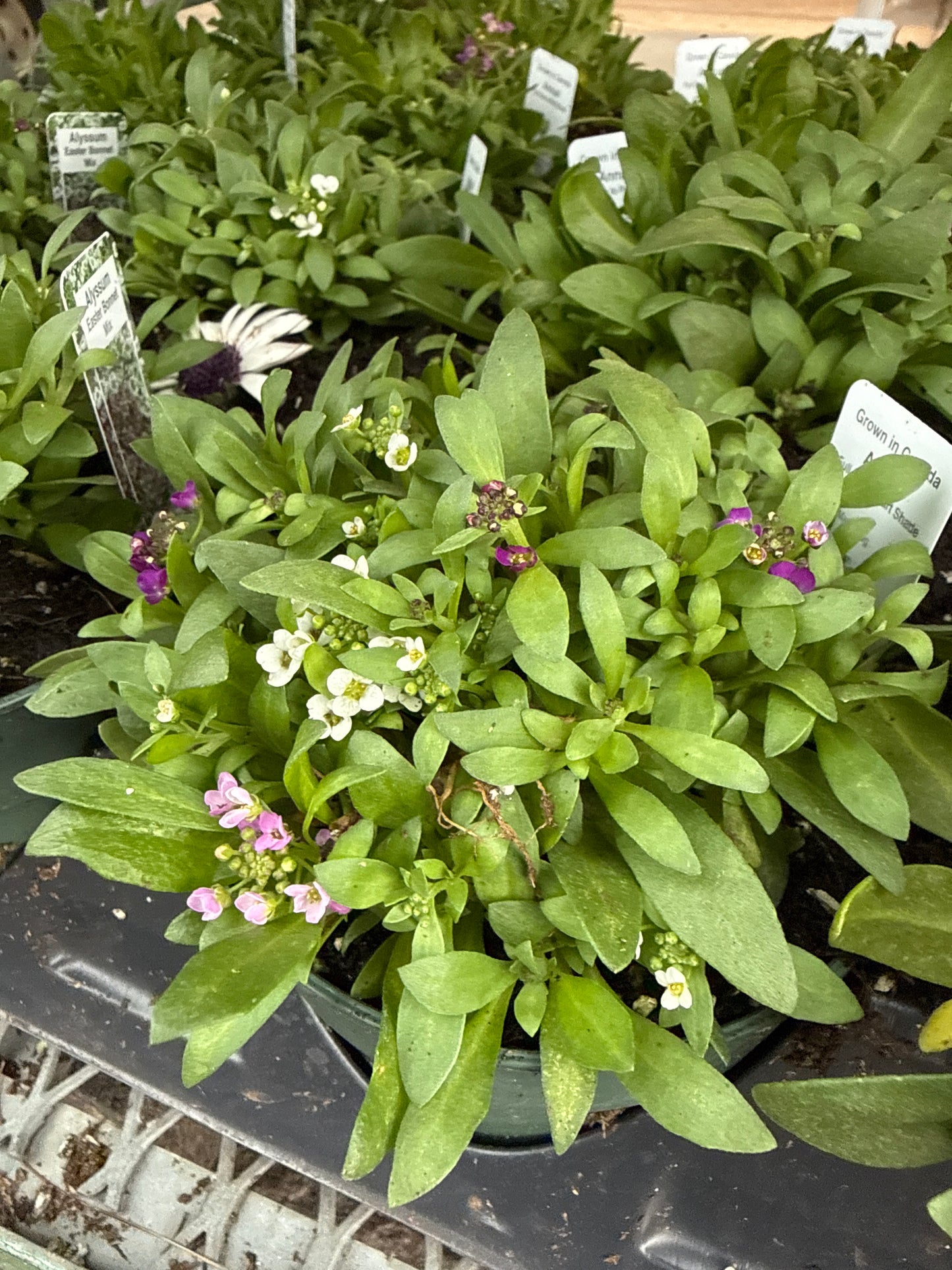 4.5" Alyssum