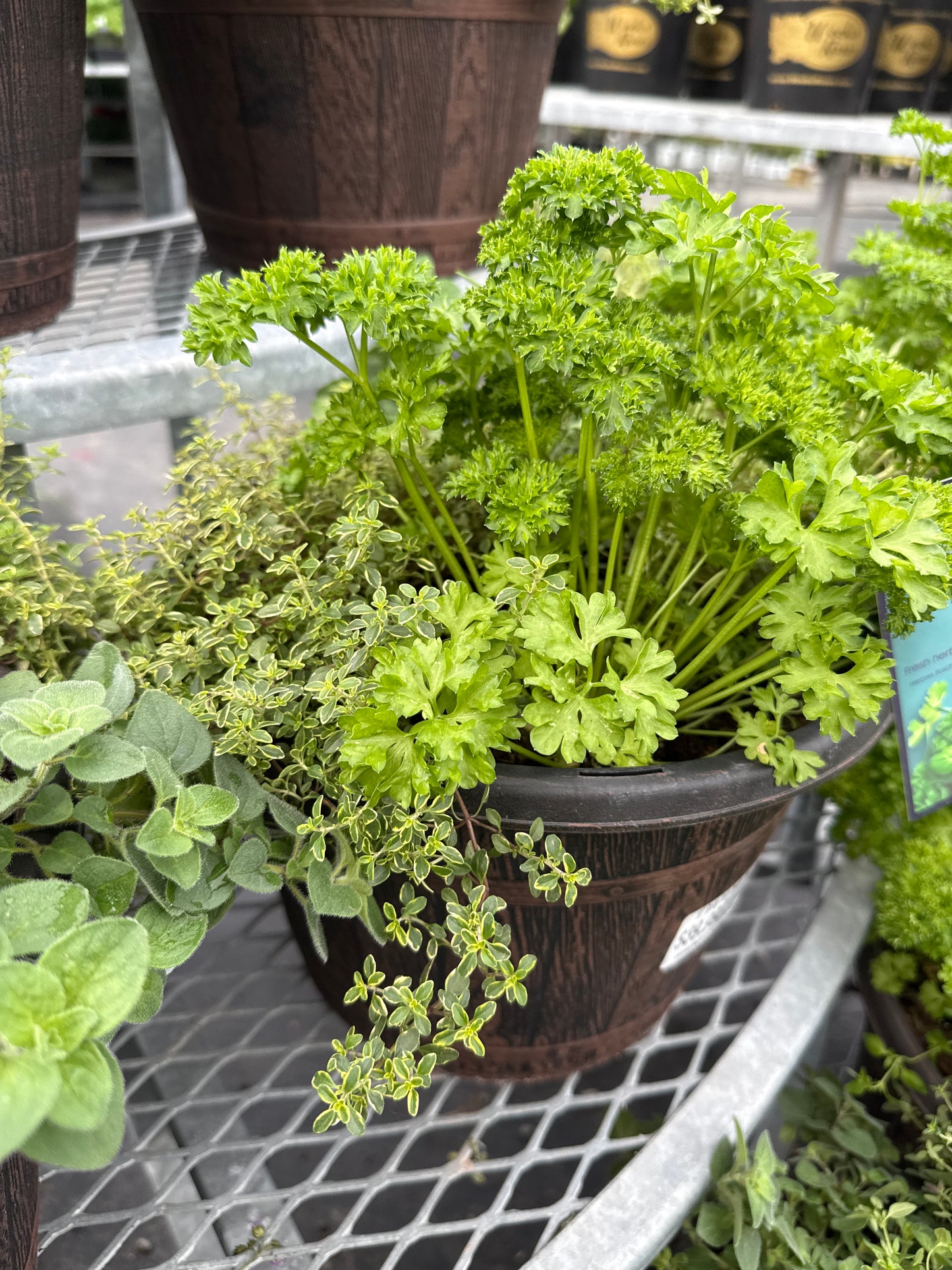 10" Spring Herb Garden Planter